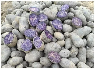 Black Potato (kala aalo)