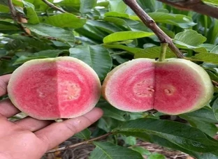 Red Diamond Guava