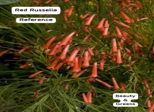 Russelia Plants For Sale