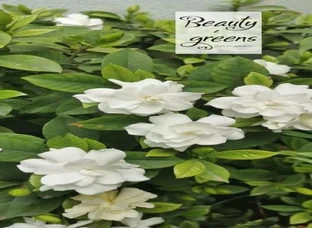 White Gardenia Multipetal for Sale!