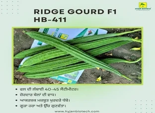 RIDGE GOURD F1 HB-411