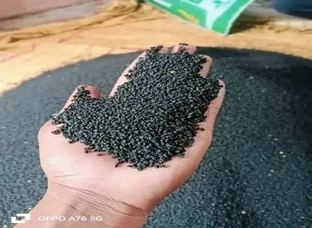 प्याज का बीज उपलब्ध