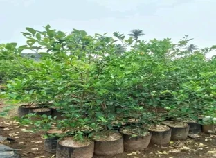 Red sandel plants