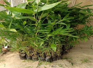 Bamboo Plant Available