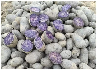 Black potato (kala aalo) Available