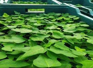 Papaya plants are available