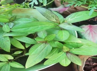 4 colours of December plants