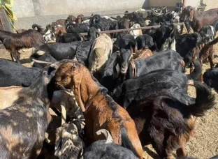 Goats For Sale