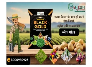 BLACK GOLD
