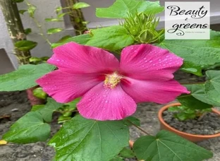 Rare Varieties of Hibuscus Plants for sale