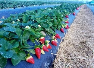 Strawberry Plants Available