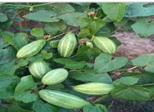परवल और कुन्दरू की लताये उपलब्ध है