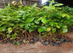 Mahogany plant 2 feet 4 feet available