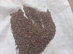 Black Wheat Available