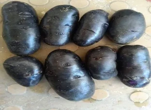 Black and Red Potatoes Seeds