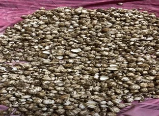 Junglie Lahsun (wild garlic)