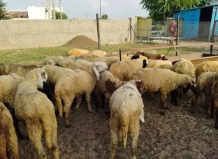 Goats For Sale