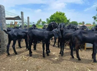 Cutting Goat 20 se 30 kg weight For sell
