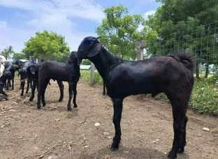 Cutting Goat 20 se 30 kg weight For sell