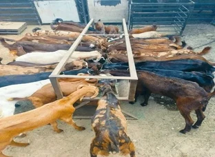 Cutting Goat 20 se 30 kg weight For sell