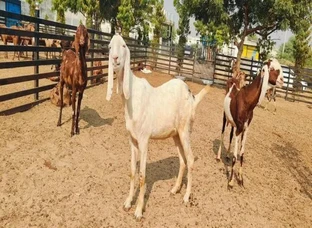 Goats For Sale
