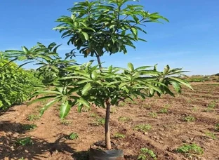 Mango Plants