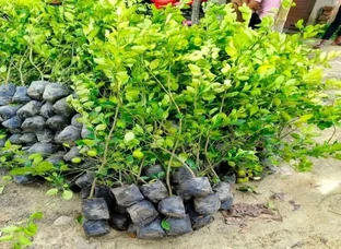 Lemon Tree Plants