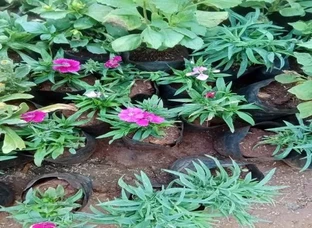 Dianthus Plants