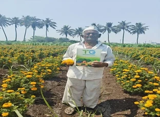 TG-Veda Orange Marigold Seeds