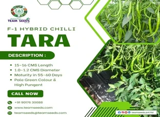 F-1 Hybrid Chilli TARA