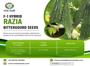 F-1 HYBRID RAZIA BITTERGOURD SEEDS