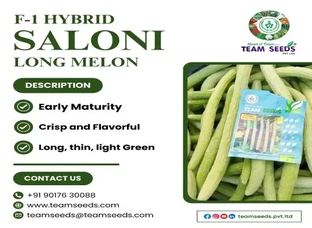 F-1 HYBRID SALONI LONG MELON