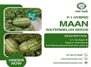 F-1 HYBRID MAAN WATERMELON SEEDS