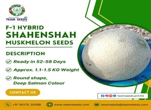 F-1 HYBRID SHAHENSHAH MUSKMELON SEEDS