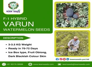 F-1 HYBRID VARUN WATERMELON SEEDS