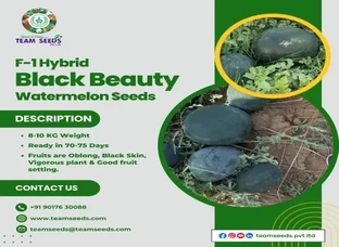F-1Hybrid Black Beauty Watermelon Seeds