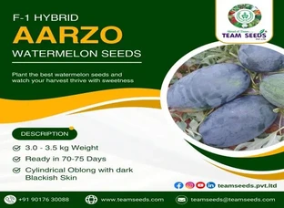 F-1 HYBRID AARZO WATERMELON SEEDS