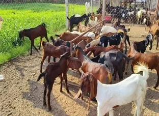 Cutting Goat 20 se 30 kg weight For sell