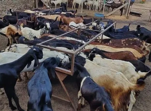 Cutting Goat 20-30 kg weight For sell