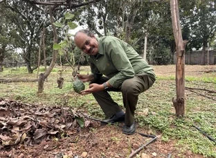 Desi Seed (देसी बीज)