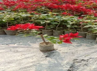 Rose Plants