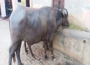 भैंसा