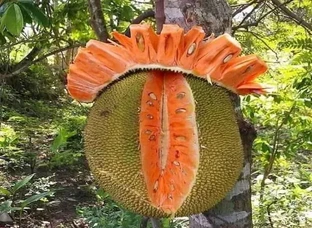 Red JackFruit Grafting Plant