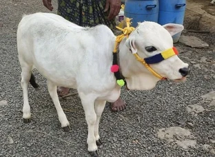 Calf (बछड़ी)