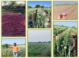 Onion Seeds(प्याज बीज)