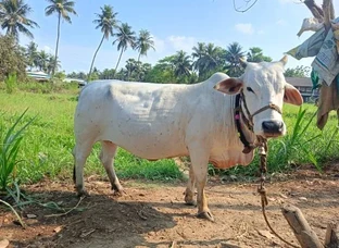 Cow(गाँय)
