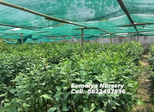 Nursery Plant