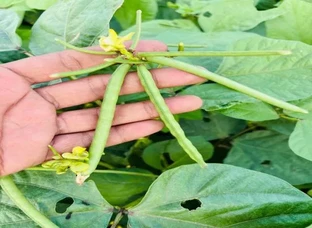 Moong Seed