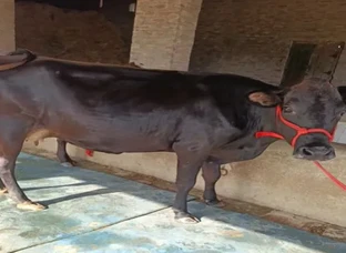 Cow
