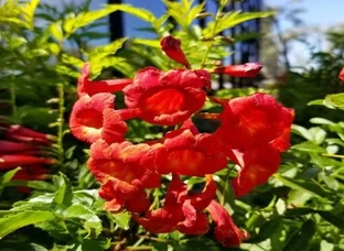 Tecoma Plant (Trumpetbushes )